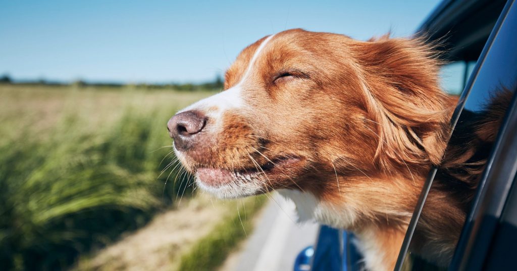 Einreisebestimmungen Belgien mit Hund, Hund hält seinen Kopf aus dem offenen Autofenster und genießt den Fahrtwind. /Foto: