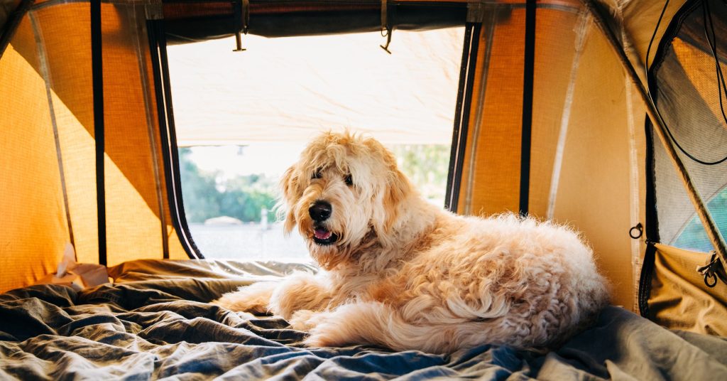 Campingurlaub mit Hund / Foto: Victoria Andrews (Canva)